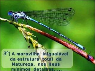 3º) A maravilha inigualável
da estrutura total da
Natureza, nos seus
mínimos detalhes, ...
 