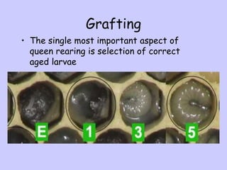 Queen-Rearing-Presentation is very important t | PPT