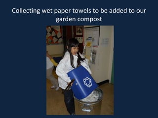 Collecting wet paper towels to be added to our
                garden compost
 