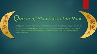 Queen of Flowers is the Rose
AROSE IS A WOODY PERENNIAL FLOWERING PLANT OF THE GENUS ROSA, IN THE FAMILY
ROSACEAE, OR THE FLOWER IT BEARS. ... THEY FORM A GROUP OF PLANTS THAT CAN BE
ERECT SHRUBS, CLIMBING, OR TRAILING, WITH STEMS THAT ARE OFTEN ARMED WITH
SHARP PRICKLES.
 