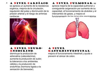 • A nivel cardíaco:
se aprecia un aumento de la resistencia
orgánica, mejoría de la circulación,
regulación del pulso y disminución de la
presión arterial y el riesgo de arritmias
cardiacas
A nivel pulmonar: se
aprecia mejoría de la capacidad pulmonar y
consiguiente oxigenación por aumento de su
capacidad, el funcionamiento de alvéolos y el
intercambio de gases, y mejora el
funcionamiento de los músculos respiratorios
A nivel neuro-
endocrino:
disminuye la producción de
adrenalina (catecolamina),
aumenta la producción de sudor,
la tolerancia a los ambientes
cálidos y la producción de
endorfinas (hormona ligada a la
sensación de bienestar).
A nivel
gastrointestinal:
mejora el funcionamiento intestinal y ayuda a
prevenir el cáncer de colon.
 