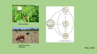 Cultivo asociado
FAO, 2018
Ganado en campos
cosechados
 