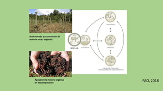 FAO, 2018
Acolchonado y acumulación de
materia seca y orgánica
Apoyando la materia orgánica
en descomposición
 