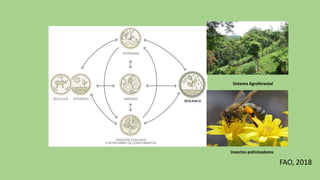 Sistema Agroforestal
FAO, 2018
Insectos polinizadores
 