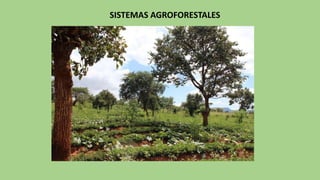 SISTEMAS AGROFORESTALES
 