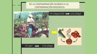 DE LA CONTAMINACIÓN QUÍMICA A LA
CONTAMINACIÓN BIOLÓGICA
Un plaguicida una plaga
Un gen una plaga
 