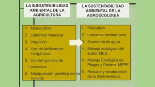 LA INSOSTENIBILIDAD
AMBIENTAL DE LA
AGRICULTURA
LA SUSTENTABILIDAD
AMBIENTAL DE LA
AGROECOLOGIA
1. Monocultivo
2. Labranza intensiva
3. Irrigación
4. Uso de fertilizantes
inorgánicos
5. Control químico de
• parásitos
6. Manipulación genética de los
cultivos
1. Policultivo
2. Labranza mínima-cero
3. Economía de agua
4. Manejo ecológico del
suelo, MES.
5. Manejo Ecológico de
Plagas y Enferm. MEPE
6. Rescate y revaloración
de la biodiversidad.
 