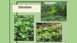 25
Policultivos
 