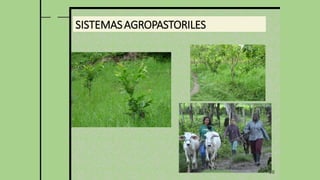 26
SISTEMASAGROPASTORILES
 