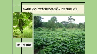 28
MANEJO Y CONSERVACIÓN DE SUELOS
mucuna
 