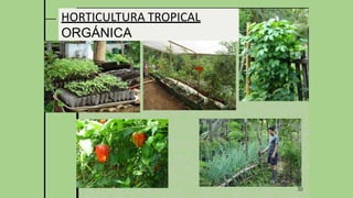 30
HORTICULTURA TROPICAL
ORGÁNICA
 