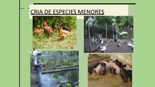 31
CRIA DE ESPECIES MENORES
 