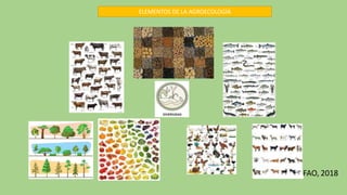 FAO, 2018
ELEMENTOS DE LA AGROECOLOGÍA
 