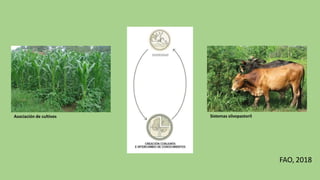 Sistemas silvopastoril
Asociación de cultivos
FAO, 2018
 