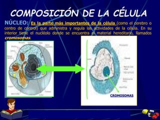 Docente: JHON ALBEIRO DÌAZ CUADRO, Qco.
COMPOSICIÓN DE LA CÉLULA
NÚCLEO: Es la parte más importantes de la célula (como el...