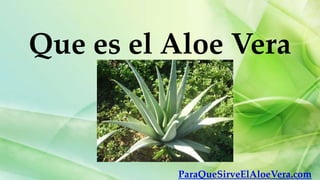 Que es el Aloe Vera



          ParaQueSirveElAloeVera.com
 