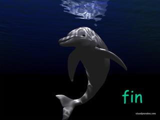fin 