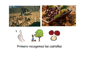 Primero recogemos las castañas

 