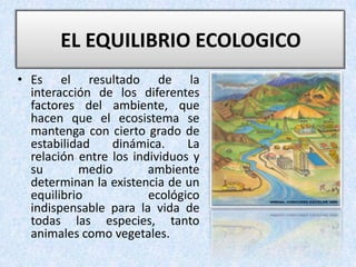 EL EQUILIBRIO ECOLOGICO Es el resultado de la interacción de los diferentes factores del ambiente, que hacen que el ecosistema se mantenga con cierto grado de estabilidad dinámica. La relación entre los individuos y su medio ambiente determinan la existencia de un equilibrio ecológico indispensable para la vida de todas las especies, tanto animales como vegetales.