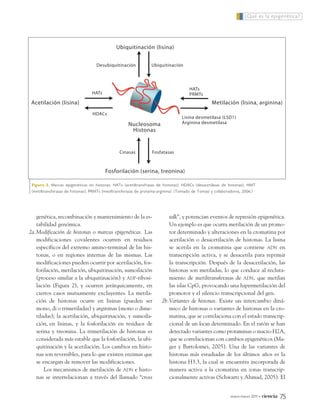 Ubiquitinación (lisina)
Acetilación (lisina) Metilación (lisina, arginina)
Fosforilación (serina, treonina)
Nucleosoma
Histonas
Ubiquitinación
HATs
PRMTs
Lisina desmetilasa (LSD1)
Arginina desmetilasa
Cinasas Fosfatasas
HATs
HDACs
Desubiquitinación
Figura 2. Marcas epigenéticas en histonas: HATs (acetiltransfrasas de histonas); HDACs (desacetilasas de histonas); HMT
(metiltransferasas de histonas); PRMTs (metiltransferasas de proteína-arginina). (Tomado de Tomasi y colaboradores, 2006.)
enero-marzo 2011 • ciencia 75
genética, recombinación y mantenimiento de la es-
tabilidad genómica.
2a.Modificación de histonas o marcas epigenéticas. Las
modificaciones covalentes ocurren en residuos
específicos del extremo amino-terminal de las his-
tonas, o en regiones internas de las mismas. Las
modificaciones pueden ocurrir por acetilación, fos-
forilación, metilación, ubiquitinación, sumoilación
(proceso similar a la ubiquitinación) y ADP-ribosi-
lación (Figura 2), y ocurren jerárquicamente, en
ciertos casos mutuamente excluyentes. La metila-
ción de histonas ocurre en lisinas (pueden ser
mono, di o trimetiladas) y argininas (mono o dime-
tiladas); la acetilación, ubiquitinación, y sumoila-
ción, en lisinas, y la fosforilación en residuos de
serina y treonina. La trimetilación de histonas es
considerada más estable que la fosforilación, la ubi-
quitinación y la acetilación. Los cambios en histo-
nas son reversibles, para lo que existen enzimas que
se encargan de remover las modificaciones.
Los mecanismos de metilación de ADN e histo-
nas se interrelacionan a través del llamado “cross
talk”, y potencian eventos de represión epigenética.
Un ejemplo es que ocurra metilación de un promo-
tor determinado y alteraciones en la cromatina por
acetilación o desacetilación de histonas. La lisina
se acetila en la cromatina que contiene ADN en
transcripción activa, y se desacetila para reprimir
la transcripción. Después de la desacetilación, las
histonas son metiladas, lo que conduce al recluta-
miento de metiltransferasas de ADN, que metilan
las islas CpG, provocando una hipermetilación del
promotor y el silencio transcripcional del gen.
2b.Variantes de histonas. Existe un intercambio diná-
mico de histonas o variantes de histonas en la cro-
matina, que se correlaciona con el estado transcrip-
cional de un locus determinado. En el ratón se han
detectado variantes como protaminas o macro-H2A,
que se correlacionan con cambios epigenéticos (Ma-
ger y Bartolomei, 2005). Una de las variantes de
histonas más estudiadas de los últimos años es la
histona H3.3, la cual se encuentra incorporada de
manera activa a la cromatina en zonas transcrip-
cionalmente activas (Schwartz y Ahmad, 2005). El
¿Qué es la epigenética?
12_599_Epigenetica.QXP7:60_1 13/12/10 20:18 Page 75
 