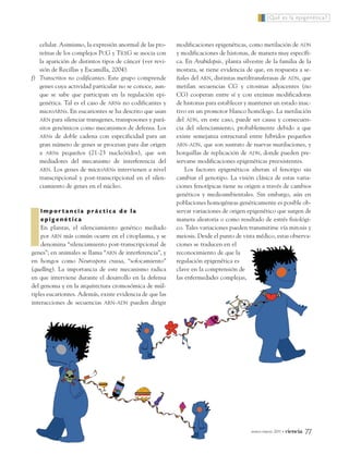 celular. Asimismo, la expresión anormal de las pro-
teínas de los complejos PCG y TRXG se asocia con
la aparición de distintos tipos de cáncer (ver revi-
sión de Recillas y Escamilla, 2004).
f) Transcritos no codificantes. Este grupo comprende
genes cuya actividad particular no se conoce, aun-
que se sabe que participan en la regulación epi-
genética. Tal es el caso de ARNs no codificantes y
microARNs. En eucariontes se ha descrito que usan
ARN para silenciar transgenes, transposones y pará-
sitos genómicos como mecanismos de defensa. Los
ARNs de doble cadena con especificidad para un
gran número de genes se procesan para dar origen
a ARNs pequeños (21-23 nucleótidos), que son
mediadores del mecanismo de interferencia del
ARN. Los genes de microARNs intervienen a nivel
transcripcional y post-transcripcional en el silen-
ciamiento de genes en el núcleo.
I m p o r t a n c i a p r á c t i c a d e l a
e p i g e n é t i c a
En plantas, el silenciamiento genético mediado
por ARN más común ocurre en el citoplasma, y se
denomina “silenciamiento post-transcripcional de
genes”; en animales se llama “ARN de interferencia”, y
en hongos como Neurospora crassa, “sofocamiento”
(quelling). La importancia de este mecanismo radica
en que interviene durante el desarrollo en la defensa
del genoma y en la arquitectura cromosómica de múl-
tiples eucariontes. Además, existe evidencia de que las
interacciones de secuencias ARN-ADN pueden dirigir
modificaciones epigenéticas, como metilación de ADN
y modificaciones de histonas, de manera muy específi-
ca. En Arabidopsis, planta silvestre de la familia de la
mostaza, se tiene evidencia de que, en respuesta a se-
ñales del ARN, distintas metiltransferasas de ADN, que
metilan secuencias CG y citosinas adyacentes (no
CG) cooperan entre sí y con enzimas modificadoras
de histonas para establecer y mantener un estado inac-
tivo en un promotor blanco homólogo. La metilación
del ADN, en este caso, puede ser causa y consecuen-
cia del silenciamiento, probablemente debido a que
existe semejanza estructural entre híbridos pequeños
ARN-ADN, que son sustrato de nuevas mutilaciones, y
horquillas de replicación de ADN, donde pueden pre-
servarse modificaciones epigenéticas preexistentes.
Los factores epigenéticos alteran el fenotipo sin
cambiar el genotipo. La visión clásica de estas varia-
ciones fenotípicas tiene su origen a través de cambios
genéticos y medioambientales. Sin embargo, aún en
poblaciones homogéneas genéticamente es posible ob-
servar variaciones de origen epigenético que surgen de
manera aleatoria o como resultado de estrés fisiológi-
co. Tales variaciones pueden transmitirse vía mitosis y
meiosis. Desde el punto de vista médico, estas observa-
ciones se traducen en el
reconocimiento de que la
regulación epigenética es
clave en la comprensión de
las enfermedades complejas,
¿Qué es la epigenética?
enero-marzo 2011 • ciencia 77
12_599_Epigenetica.QXP7:60_1 13/12/10 20:18 Page 77
 