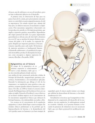 al nacer, aun de embarazos con un solo producto, pero
no han evidenciado defectos en el desarrollo.
A primera vista, la observación de bajo peso no
parece fuera de lo común, pero precisamente este pará-
metro es controlado en parte epigenéticamente; de ahí
su importancia. Un estudio reportó que, además del
bajo peso, los defectos mayores al nacimiento se dupli-
caron. Otro mecanismo epigenético relacionado con
la reproducción asistida es el de impronta genómica, que
implica expresión genética monoalélica dependiente
del origen parental del alelo. Los genes improntados
generalmente se ubican cerca de islas CpG o dominios
ricos en GC que se metilan de manera distinta si pro-
vienen del padre o de la madre. La expresión de
genes dirigidos por impronta genómica es frecuen-
temente específica para cada tejido. El fenómeno
de impronta genómica es fundamental durante
el desarrollo embrionario, y la pérdida de la expre-
sión monoalélica produce la desregulación de ge-
nes, como oncogenes y algunos supresores de
tumores (Recillas y Escamilla, 2004).
E p i g e n é t i c a e n e l f u t u r o
El campo de la epigenética en su
máxima expresión es relativamente
nuevo y muy dinámico, dado que es
un área interdisciplinaria donde intervie-
nen análisis de tipo estructural, molecular, celular, de
biología del desarrollo, imagenología, genómica, pro-
teómica, bioinformática y de matemáticas aplicadas.
Entender la información que alberga el ADN de los
organismos y su regulación, tanto genética como epi-
genética, requiere grandes esfuerzos humanos y econó-
micos. Por ello, en 2004 se formó el consorcio deno-
minado Red Epigenómica de Excelencia (NoE, por sus
siglas en inglés, Network of Excellence), cuyos objetivos
en un futuro tendrán impacto en el conocimiento de
los mecanismos epigenéticos básicos que subyacen la
biología humana, y las enfermedades asociadas a ellos.
Los avances en el conocimiento de la regulación
epigenética y cáncer darán lugar a nuevas terapias. En
estudios clínicos preliminares se ha probado que la
hiperacetilación de histonas y la desmetilación del
ADN pueden usarse en humanos con buen margen de
seguridad; quizá el cáncer pueda tratarse con drogas
que inhiban las desacetilasas de histonas y a las metil-
transferasas de ADN.
Actualmente se reconoce que la epigenética es fun-
damental en la comprensión del desarrollo de los ma-
míferos: sin esta regulación, la embriogénesis normal
no ocurriría. Además, en el genoma humano es fre-
cuente la presencia de elementos ricos en secuencias
CpG, que son objeto potencial de modificación epi-
genética.
¿Qué es la epigenética?
enero-marzo 2011 • ciencia 79
12_599_Epigenetica.QXP7:60_1 13/12/10 20:18 Page 79
 