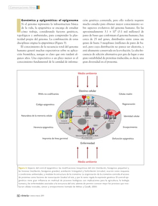 Genómica y epigenética: el epigenoma
Si el genoma representa la infraestructura básica
de la vida, la epigenética se encarga de estudiar
cómo trabaja, considerando factores genéticos,
topológicos y ambientales, para comprender la plas-
ticidad propia del genoma. La combinación de estas
disciplinas origina la epigenómica (Figura 3).
El conocimiento de la secuencia total del genoma
humano generó muchas expectativas sobre su aplica-
ción biomédica, aunque es claro que esto tardará al-
gunos años. Una expectativa a un plazo menor es el
conocimiento fundamental de la cantidad de informa-
ción genética contenida, pero ello todavía requiere
mucho estudio para obtener mayor conocimiento so-
bre aspectos evolutivos del genoma humano. En las
aproximadamente 3.1 × 109
(3.1 mil millones) de
pares de bases que conforman el genoma humano, hay
cerca de 25 mil genes, distribuidos entre zonas sin
genes de hasta 3 megabases (millones de pares de ba-
ses), pero cuya distribución no parece ser aleatoria, y
está altamente conservada en la evolución. La alta fre-
cuencia de edición alternativa por gen da lugar a una
gran variabilidad de proteínas traducidas, es decir, una
gran diversidad en el proteoma.
Comunicaciones libres
80 ciencia • enero-marzo 2011
Medio ambiente
Medio ambiente
Destino celular
Enfermedad
RNAs no-codificantes
Naturaleza de la memoria celular
Código epigenético
Herencia epigenética
Impronta de línea germinal
Células madre
Modificaciones de la cromatina
Ensamblaje y
herencia
Memoria
celular
Control
transcipcional
Silenciamiento basado en RNA
(X y impronta)
Regeneración
Identidad celular
Envejecimiento
Disfunción epigenética
Figura 3. Impacto del control epigenético: las modificaciones bioquímicas del ADN (metilación, hexágonos pequeños) y
las histonas (metilación, hexágonos grandes), acetilación (triángulos) y fosforilación (círculos), ocurren como respuesta
a condiciones ambientales, y modulan la estructura de la cromatina. La organización de la cromatina controla el acceso
de proteínas como factores de transcripción (óvalos) al ADN, y por lo tanto regula la expresión genética. El control epi-
genético tiene gran influencia en multitud de procesos biológicos con implicaciones para la agricultura, la biología
humana y las enfermedades asociadas a la estructura del ADN, además de permitir conocer mejor los procesos que invo-
lucran células troncales, cáncer y envejecimiento (tomado de Akhtar y Cavalli, 2005).
12_599_Epigenetica.QXP7:60_1 13/12/10 20:18 Page 80
 