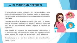 El desarrollo del sistema nervioso y del cerebro obedece a una
programación genética que tiene principios básicos de organización.
La construcción cerebral empieza tan solo tres semanas después de la
concepción..
La etapa prenatal es la primera etapa del ciclo vital y el vientre
materno es el primer entorno del ser humano y, aunque el cerebro no
esté aún lo suficientemente maduro, empieza a construir un
organismo.
Para respetar la secuencia de acontecimientos relacionados a
la estructuración y funcionalidad del cerebro, las experiencias de la
madre durante esta etapa son trascendentes, pues determinan -
favorablemente o no- las fases posteriores del neurodesarrollo.
Gudiño,V. (2016).
LA PLASTICIDAD CEREBRAL
 
