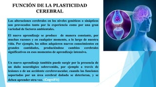 FUNCIÓN DE LA PLASTICIDAD
CEREBRAL
Las alteraciones cerebrales en los niveles genéticos o sinápticos
son provocados tanto por la experiencia como por una gran
variedad de factores ambientales.
El nuevo aprendizaje se produce de manera constante, por
muchas razones y en cualquier momento, a lo largo de nuestra
vida. Por ejemplo, los niños adquieren nuevos conocimientos en
grandes cantidades, produciéndose cambios cerebrales
significativos en esos momentos de aprendizaje intensivo.
Un nuevo aprendizaje también puede surgir por la presencia de
un daño neurológico sobrevenido, por ejemplo a través de
lesiones o de un accidente cerebrovascular, cuando las funciones
soportadas por un área cerebral dañada se deterioran, y se
deben aprender otra vez. (CogniFit)
 