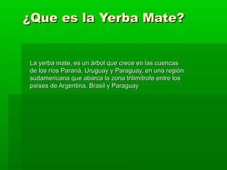 ¿Que es la Yerba Mate?


La yerba mate, es un árbol que crece en las cuencas
de los ríos Paraná, Uruguay y Paraguay, en una región
sudamericana que abarca la zona trilimítrofe entre los
países de Argentina, Brasil y Paraguay
 