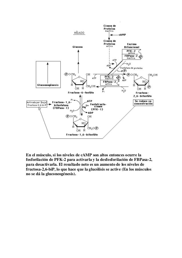 calcular metabolismo basal formula medicina natural
