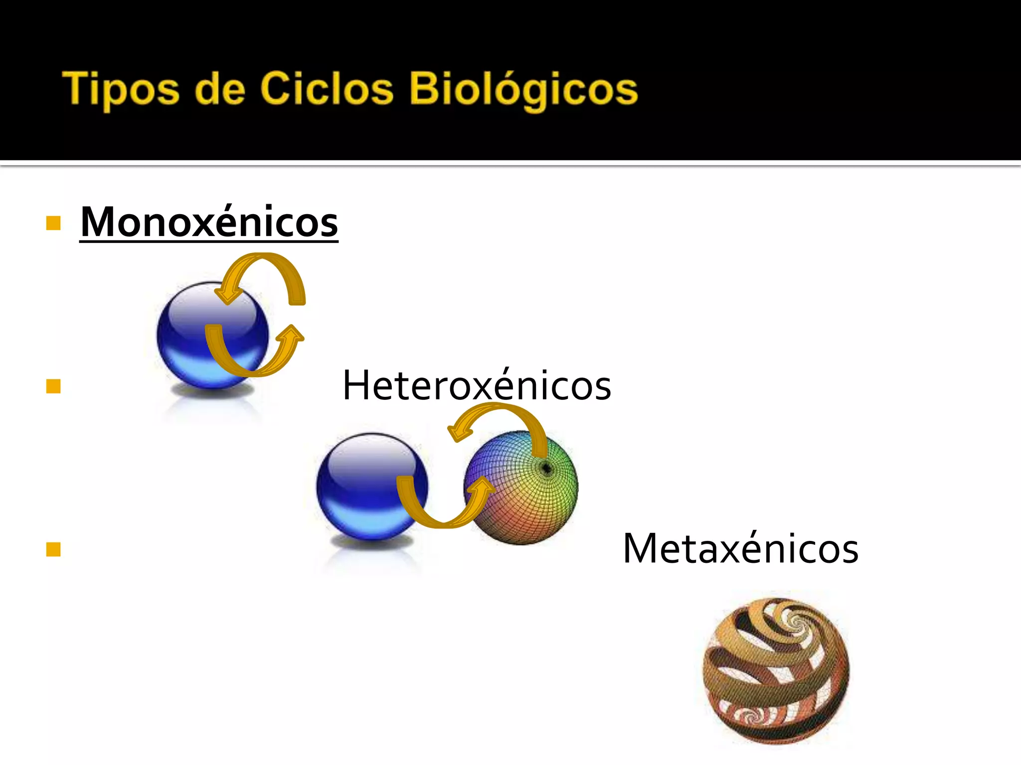 Ciclo biologico monoxenico | PPTX | Infectious Diseases | Diseases and ...