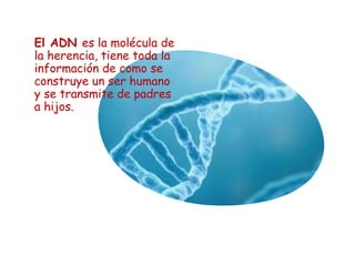 El ADN es la molécula de
la herencia, tiene toda la
información de como se
construye un ser humano
y se transmite de padres
a hijos.