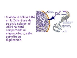 • Cuando la célula está
en la Interfase de
su ciclo celular, el
ADN no está
compactado ni
empaquetado, esto
permite su
duplicación.