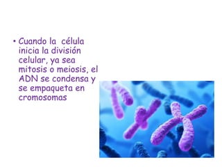 • Cuando la célula
inicia la división
celular, ya sea
mitosis o meiosis, el
ADN se condensa y
se empaqueta en
cromosomas