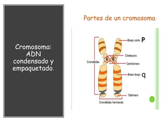 Cromosoma:
ADN
condensado y
empaquetado.
Partes de un cromosoma:
P
q