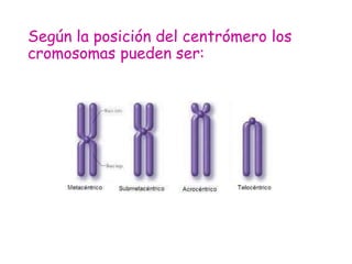 Según la posición del centrómero los
cromosomas pueden ser: