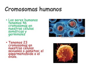 Cromosomas humanos
• Los seres humanos
tenemos 46
cromosomas en
nuestras células
somáticas y
germinales
• Tenemos 23
cromosomas en
nuestras células
sexuales o gametos: el
espermatozoide o el
óvulo.