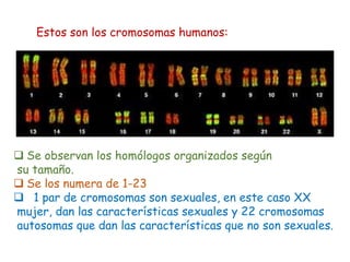  Se observan los homólogos organizados según
su tamaño.
Se los numera de 1-23
1 par de cromosomas son sexuales, en este caso XX
mujer, dan las características sexuales y 22 cromosomas
autosomas que dan las características que no son sexuales.
Estos son los cromosomas humanos: