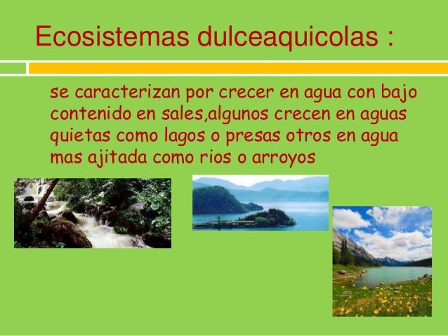 Que es un ecosistema