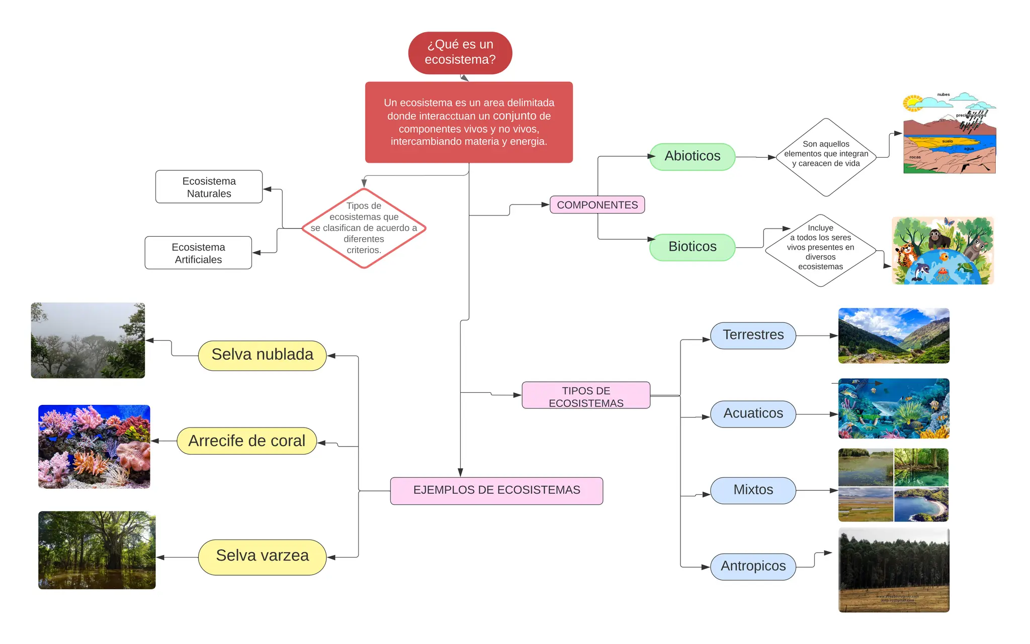 Que es un ecosistema? MAPA CONCPETUAL Y RESUMEN | PPT