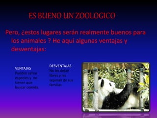 ES BUENO UN ZOOLOGICO
Pero, ¿estos lugares serán realmente buenos para
los animales ? He aquí algunas ventajas y
desventajas:
VENTAJAS
Pueden salvar
especies y no
tienen que
buscar comida.
DESVENTAJAS
No les dejan
libres y les
separan de sus
familias