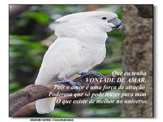 Que eu tenha  VONTADE DE AMAR,  Pois o amor é uma força de atração  Poderosa que só pode trazer para mim  O que existe de melhor no universo. 