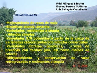 Mejoramiento de razas de maíz  Sintéticos blanco, amarillo Variedades  resistentes a sequía Híbridos simples Variedades 5/8 obtenidas a partir de la cruza de variedades retrocruzadas con híbridos comerciales Variedades eloteras, pozoleras,  cruzas de precoces con tardíos jala, asi como maíces de colores Refrescamiento y conservación de razas retrocruzadas y resistentes a sequia DESARROLLADAS Fidel Márquez Sánchez Erasmo Barrera Gutiérrez Luis Sahagún Castellanos 