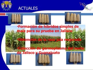 Formación de híbridos simples de maíz para su prueba en Jalisco Obtención de la raza jala mejorada  Colección de germoplasma del norte de Jalisco y Guanajuato ACTUALES 