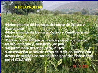 Mejoramiento de las razas del norte de Jalisco y Guanajuato Mejoramiento de las razas Celaya y Comiteco para hibridación Obtención de sintéticos: espiga pequeña, nuevos:  blanco, amarillo y  tamalero (de jala) Mejoramiento del trigo para Jalisco C onservación  in situ  de razas de maíz de Jalisco con riesgo de pérdida de variabilidad genética financiadas por el SINAREFI A DESARROLLAR 