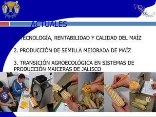 1. TECNOLOGÍA, RENTABILIDAD Y CALIDAD DEL MAÍZ   2. PRODUCCIÓN DE SEMILLA MEJORADA DE MAÍZ 3. TRANSICIÓN AGROECOLÓGICA EN SISTEMAS DE PRODUCCIÓN MAICERAS DE JALISCO ACTUALES 