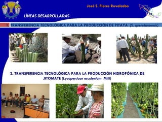 José S. Flores Ruvalcaba 1. TRANSFERENCIA TECNOLÓGICA PARA LA PRODUCCIÓN DE PITAYA  (S. queretaroensis ) LÍNEAS DESARROLLADAS 2. TRANSFERENCIA TECNOLÓGICA PARA LA PRODUCCIÓN HIDROPÓNICA DE JITOMATE  (Lycopersicon esculentum  Mill) 