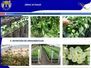 1. PRODUCCIÓN HIDROPÓNICA EN INVERNADERO 2. NUTRICIÓN DE ORNAMENTALES  LÍNEAS ACTUALES 