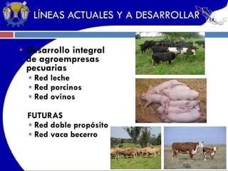 LÍNEAS ACTUALES Y A DESARROLLAR Desarrollo integral de agroempresas pecuarias Red leche Red porcinos Red ovinos FUTURAS Red doble propósito Red vaca becerro 